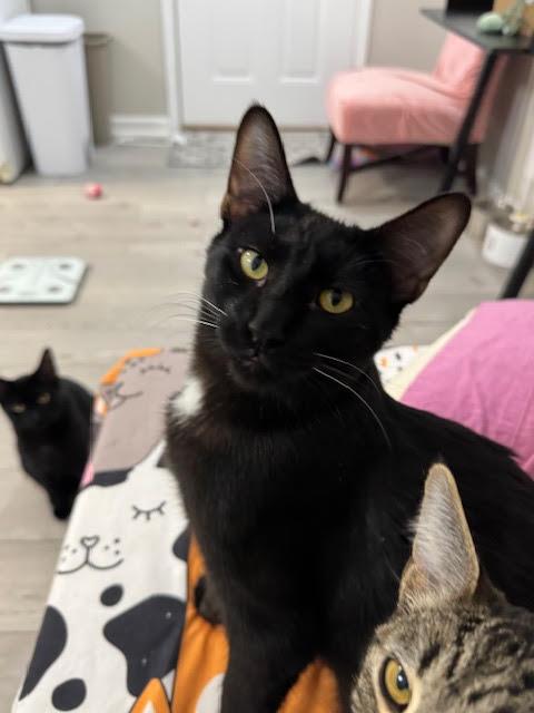 Enlarge T'Challa, an adopted Domestic Short Hair in Roachdale, IN image 1/5