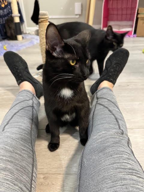 Enlarge T'Challa, an adopted Domestic Short Hair in Roachdale, IN image 2/5