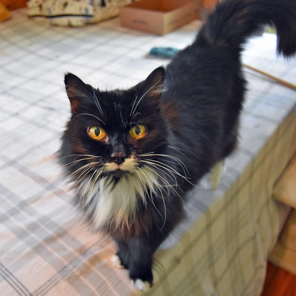 Enlarge Princess Purrfect, a ADOPTABLE Domestic Long Hair in Springfield, MA image 5/6