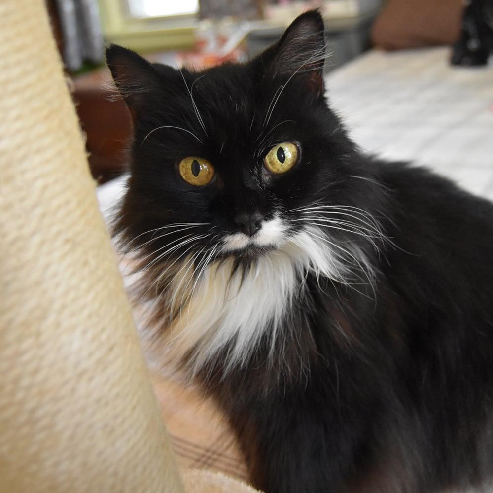 Princess Purrfect thumbnail 3