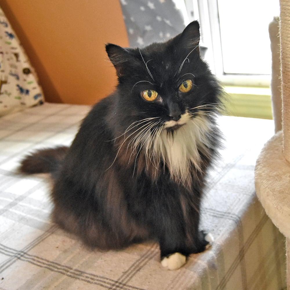 Enlarge Princess Purrfect, a ADOPTABLE Domestic Long Hair in Springfield, MA image 3/6