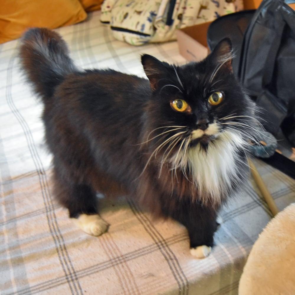 Princess Purrfect thumbnail 5