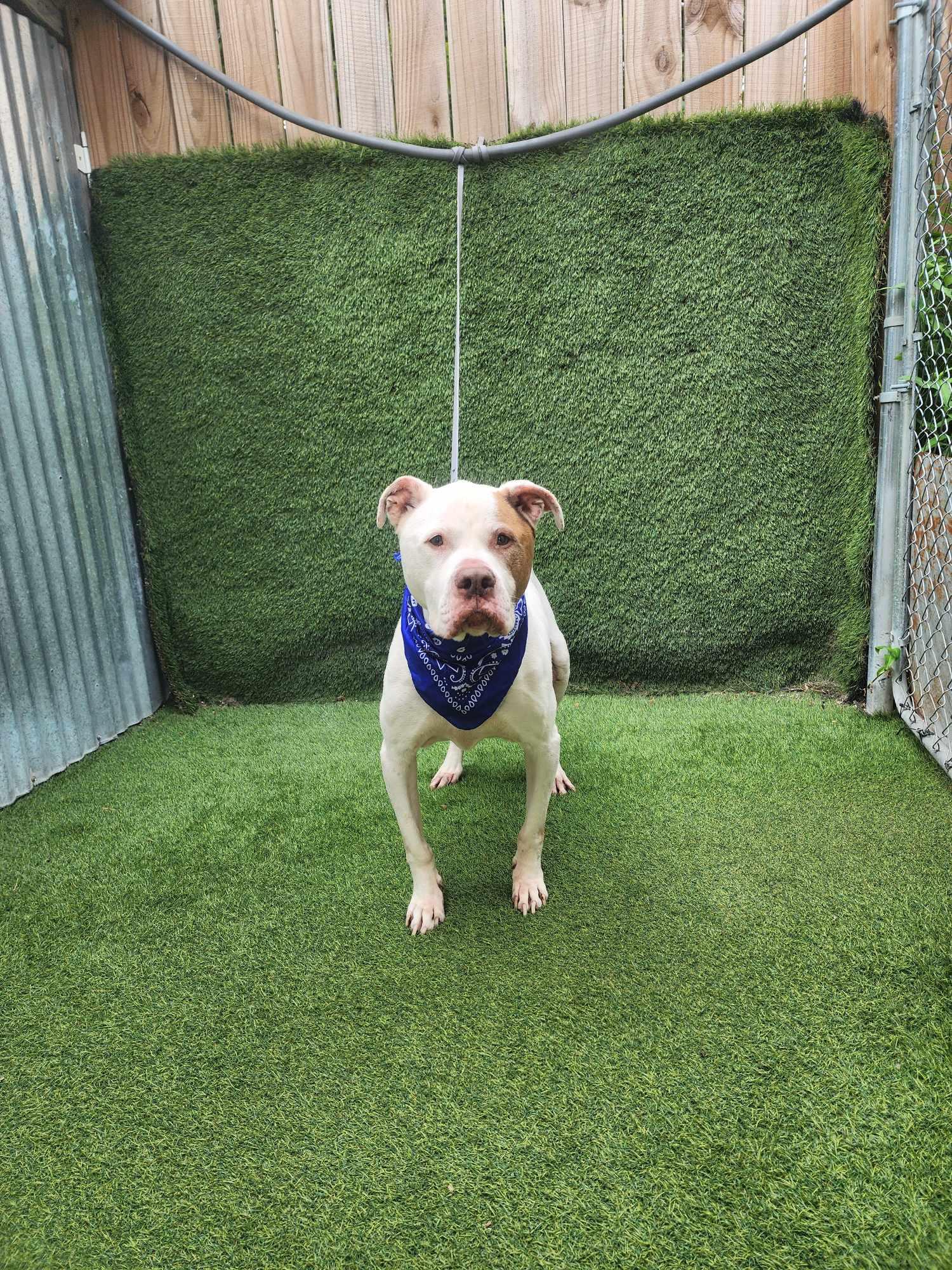 Tank — thumbnail 5