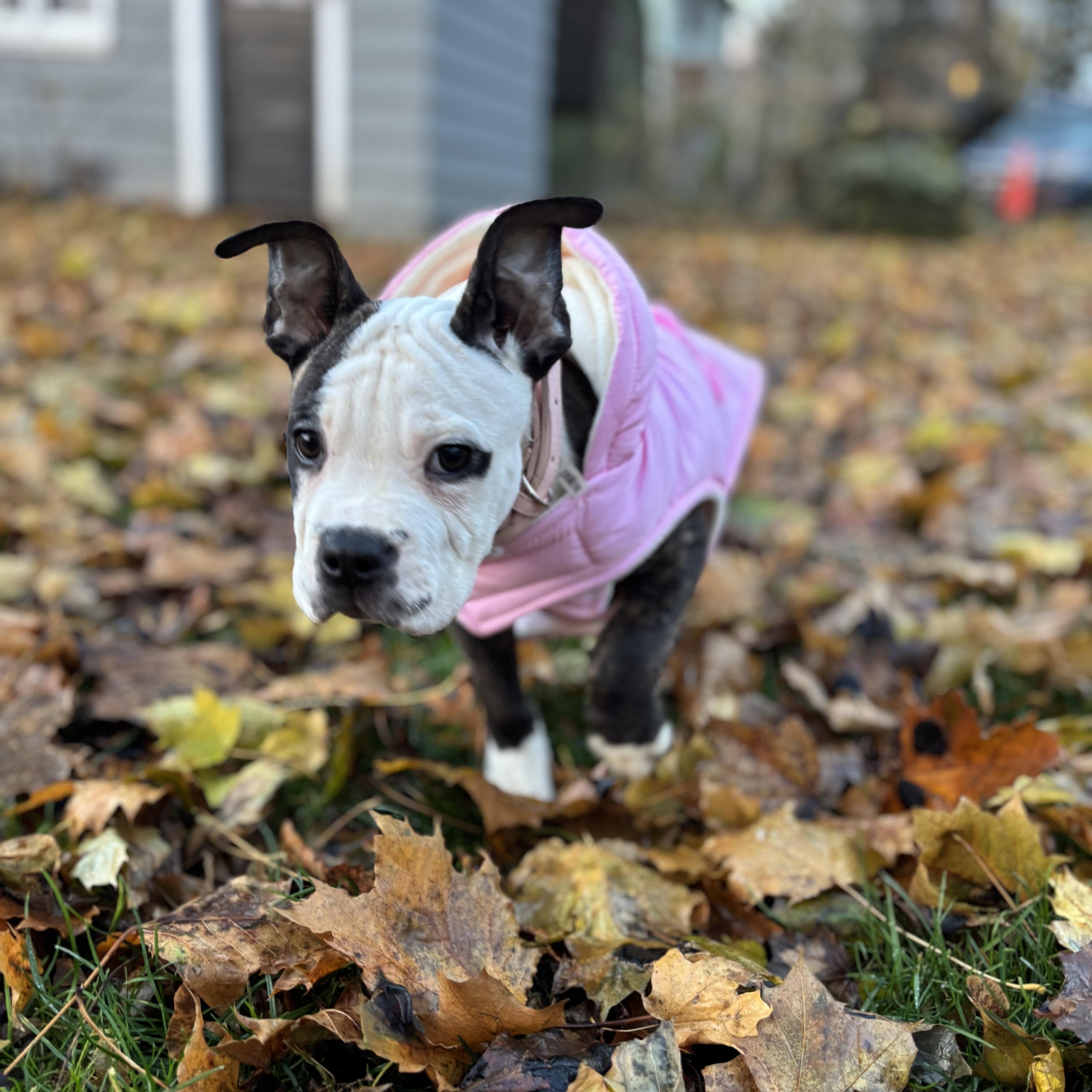 Enlarge Blossom, an adopted mixed breed in CHURCHVILLE, NY image 3/4