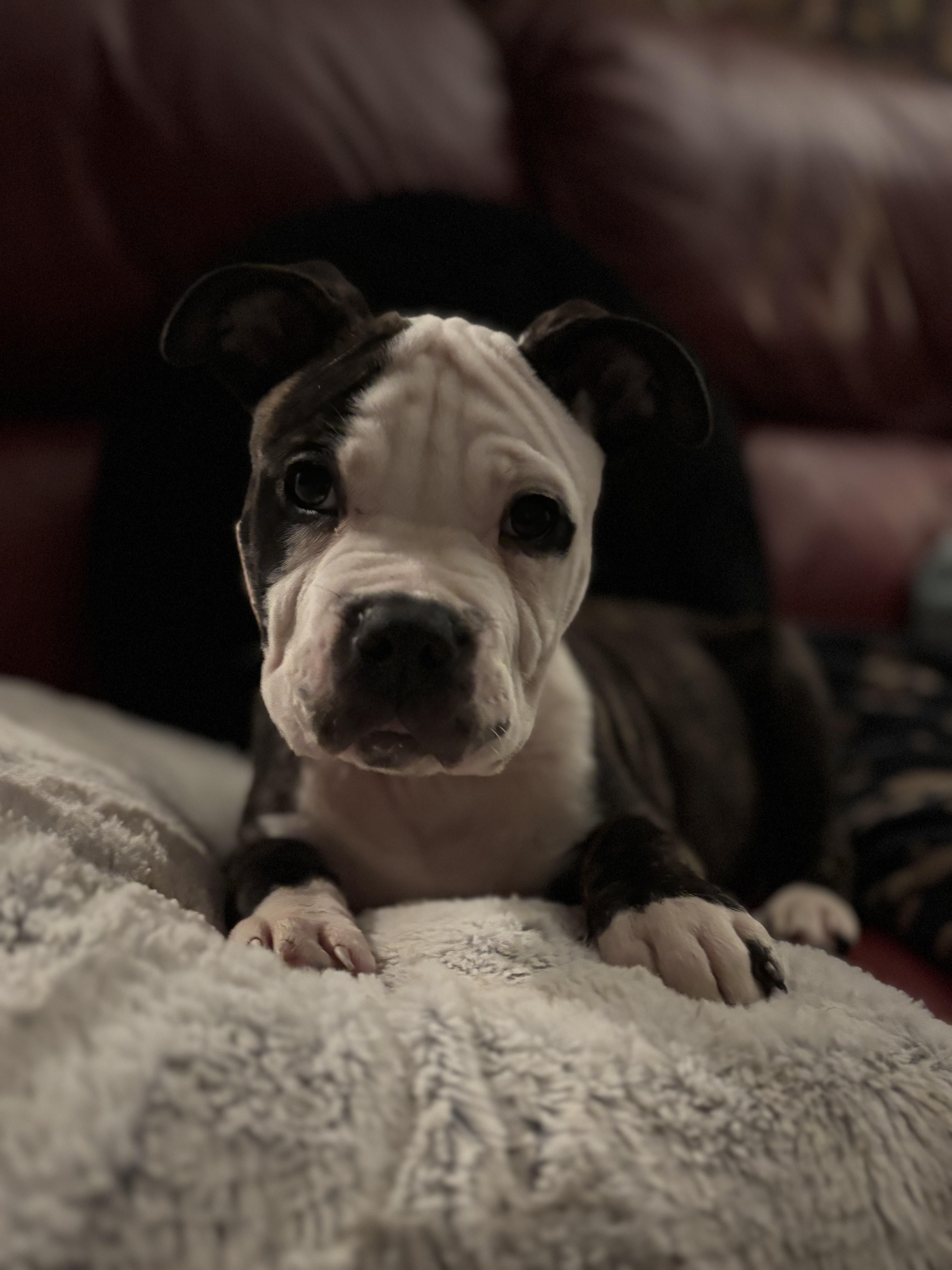 Enlarge Blossom, an adopted mixed breed in CHURCHVILLE, NY image 1/4