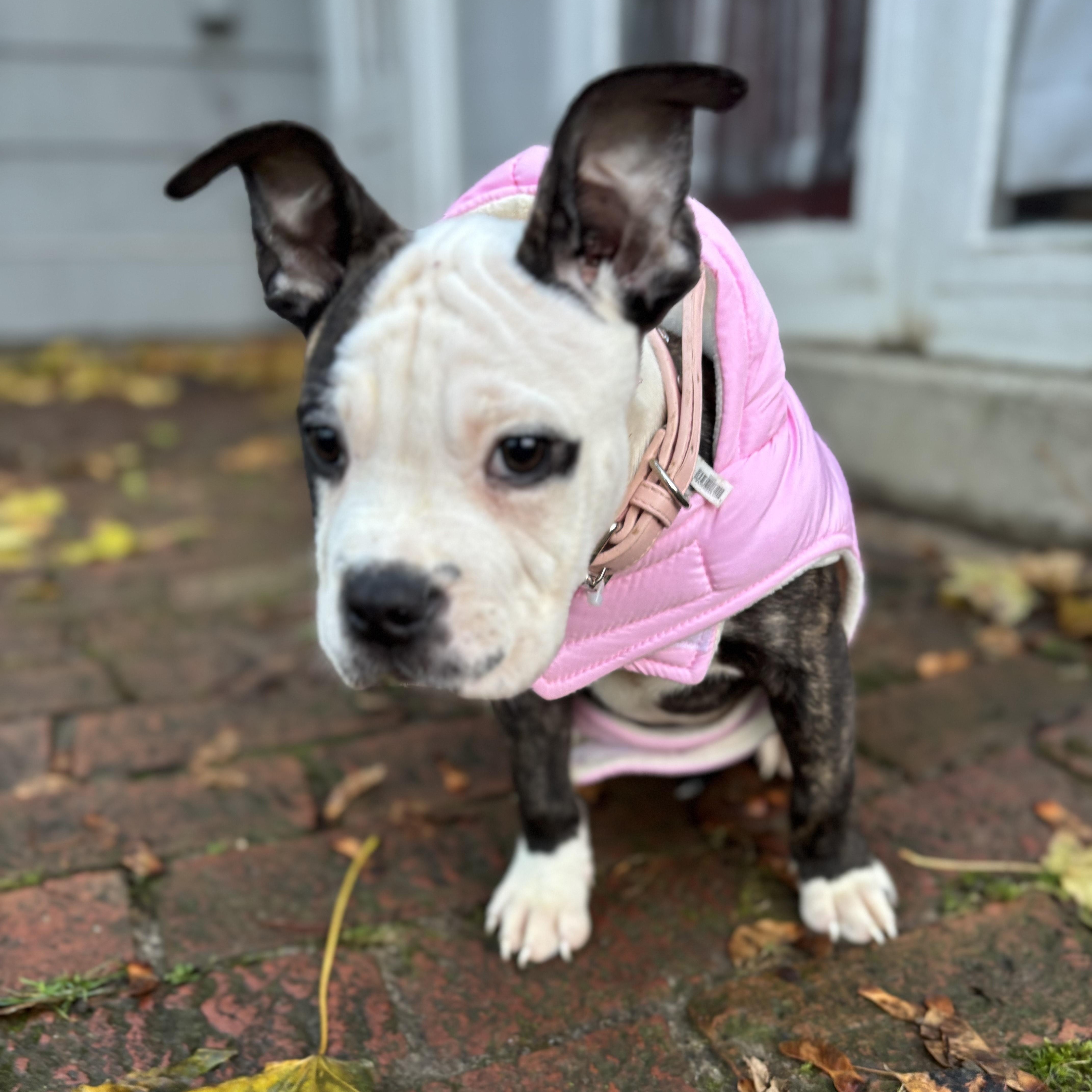 Enlarge Blossom, an adopted mixed breed in CHURCHVILLE, NY image 4/4