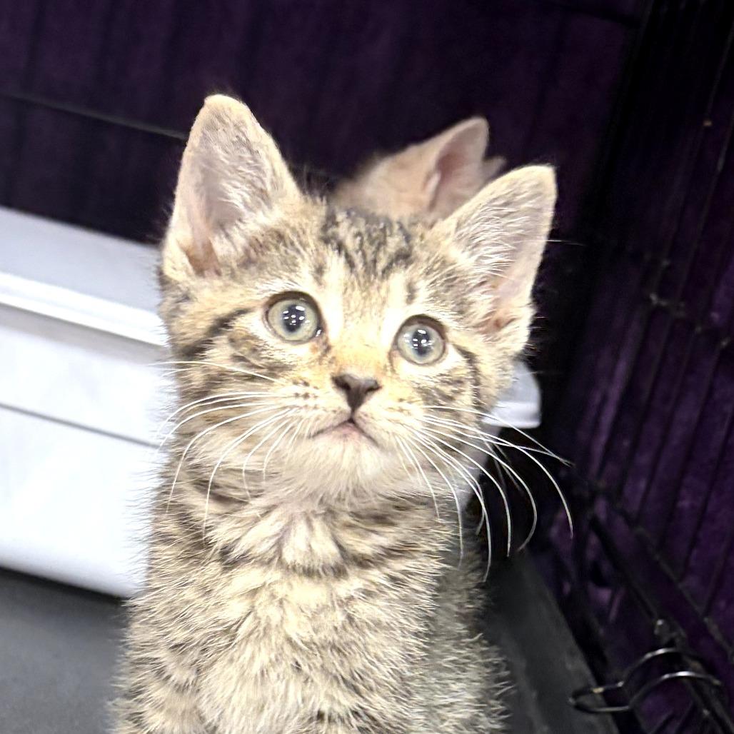 Morgana, Adoptable, Kitten Female Domestic Short Hair.