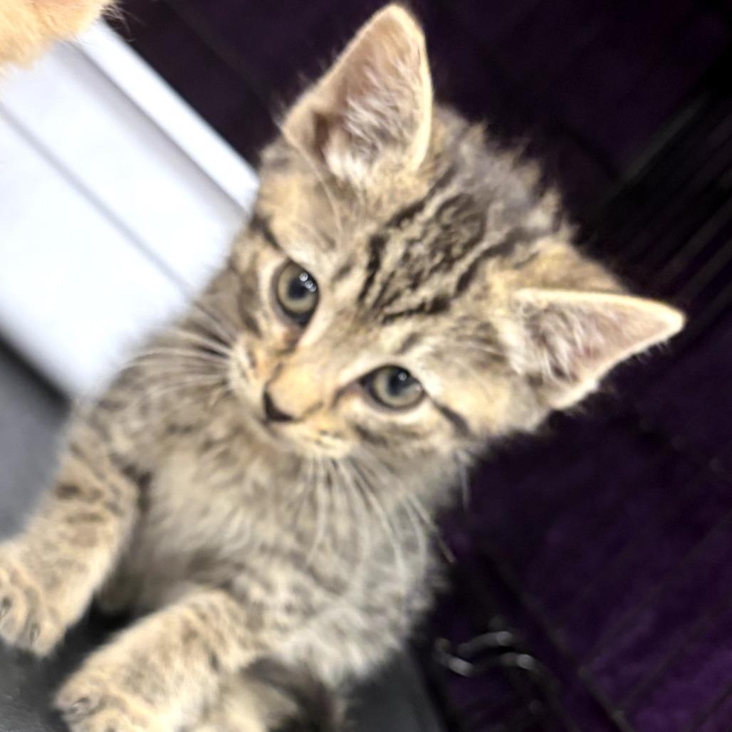 Enlarge Morgana, a Adoptable Domestic Short Hair in Canton, NC image 2/2