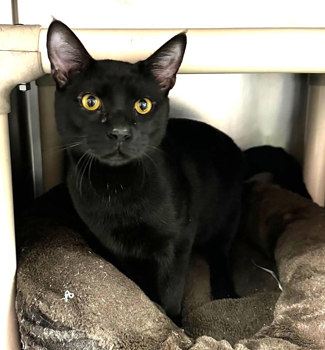 Coco, a ADOPTABLE Domestic Short Hair in North Myrtle Beach, SC image 2/4