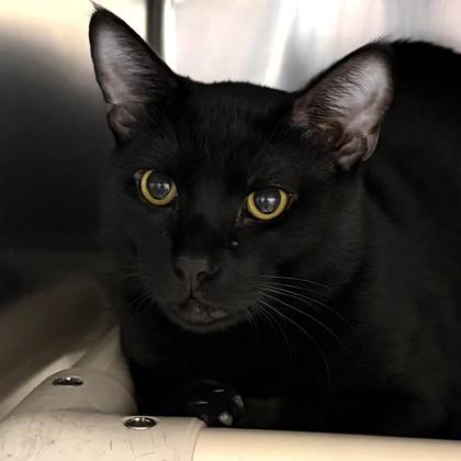 Coco, a ADOPTABLE Domestic Short Hair in North Myrtle Beach, SC image 4/4