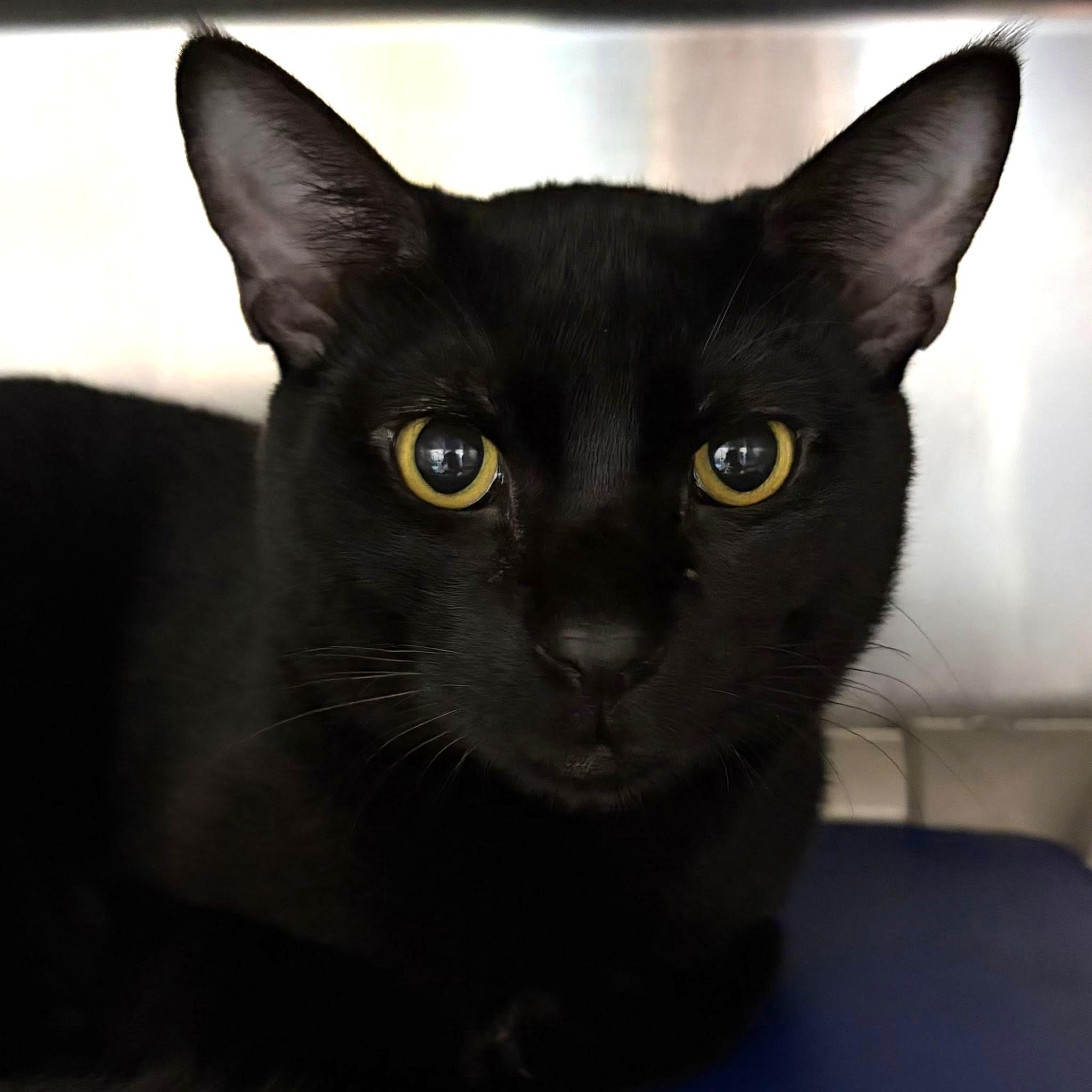 Coco, a ADOPTABLE Domestic Short Hair in North Myrtle Beach, SC image 3/4