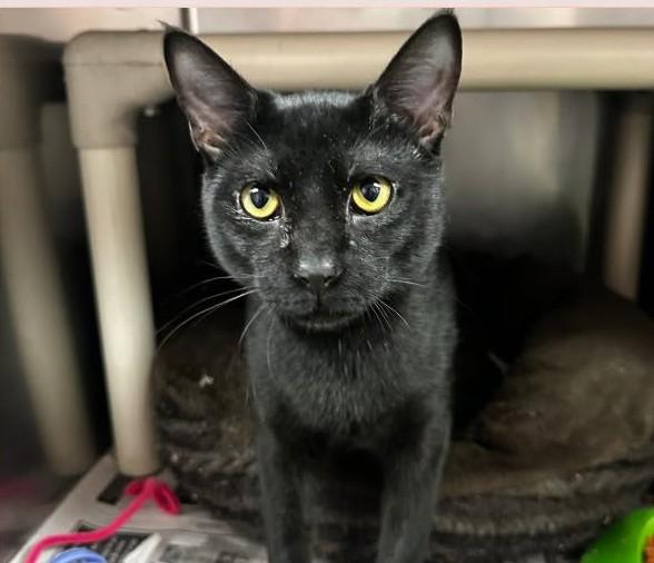 Coco, ADOPTABLE, Young Male Domestic Short Hair.