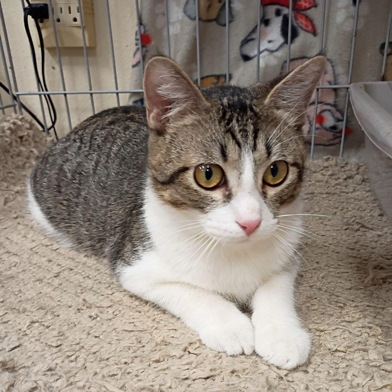 Rocky, ADOPTABLE, Young Male Domestic Short Hair.