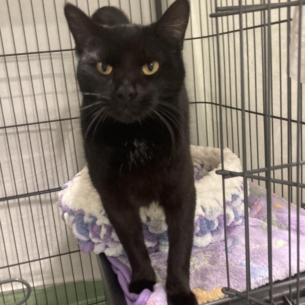 Binx, Adoptable, Adult Female Domestic Short Hair.