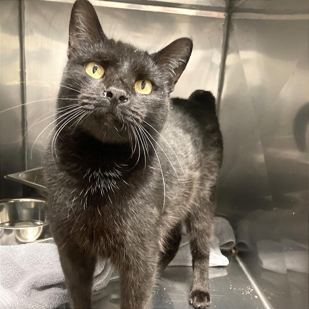 Binx, Adoptable, Adult Female Domestic Short Hair.