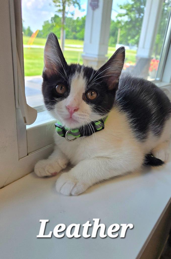 Leather, a Adoptable mixed breed in Sidney, OH image 1/3