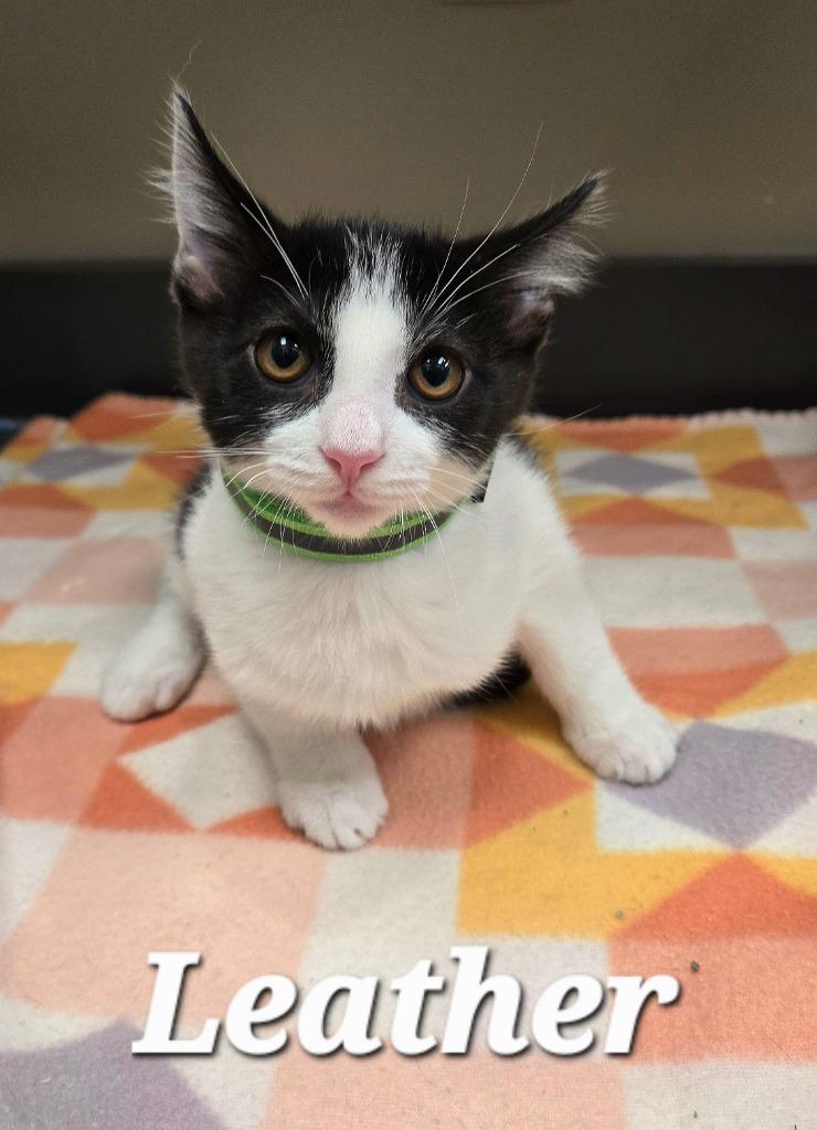 Leather, a Adoptable mixed breed in Sidney, OH image 3/3