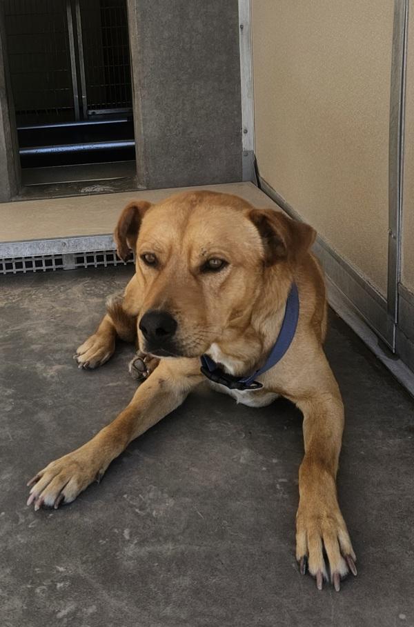 Bodie, Adoptable, Adult Male Labrador Retriever.