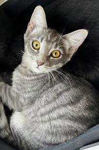 Enlarge KitKat, a Adoptable mixed breed in Los Angeles, CA image 1/3