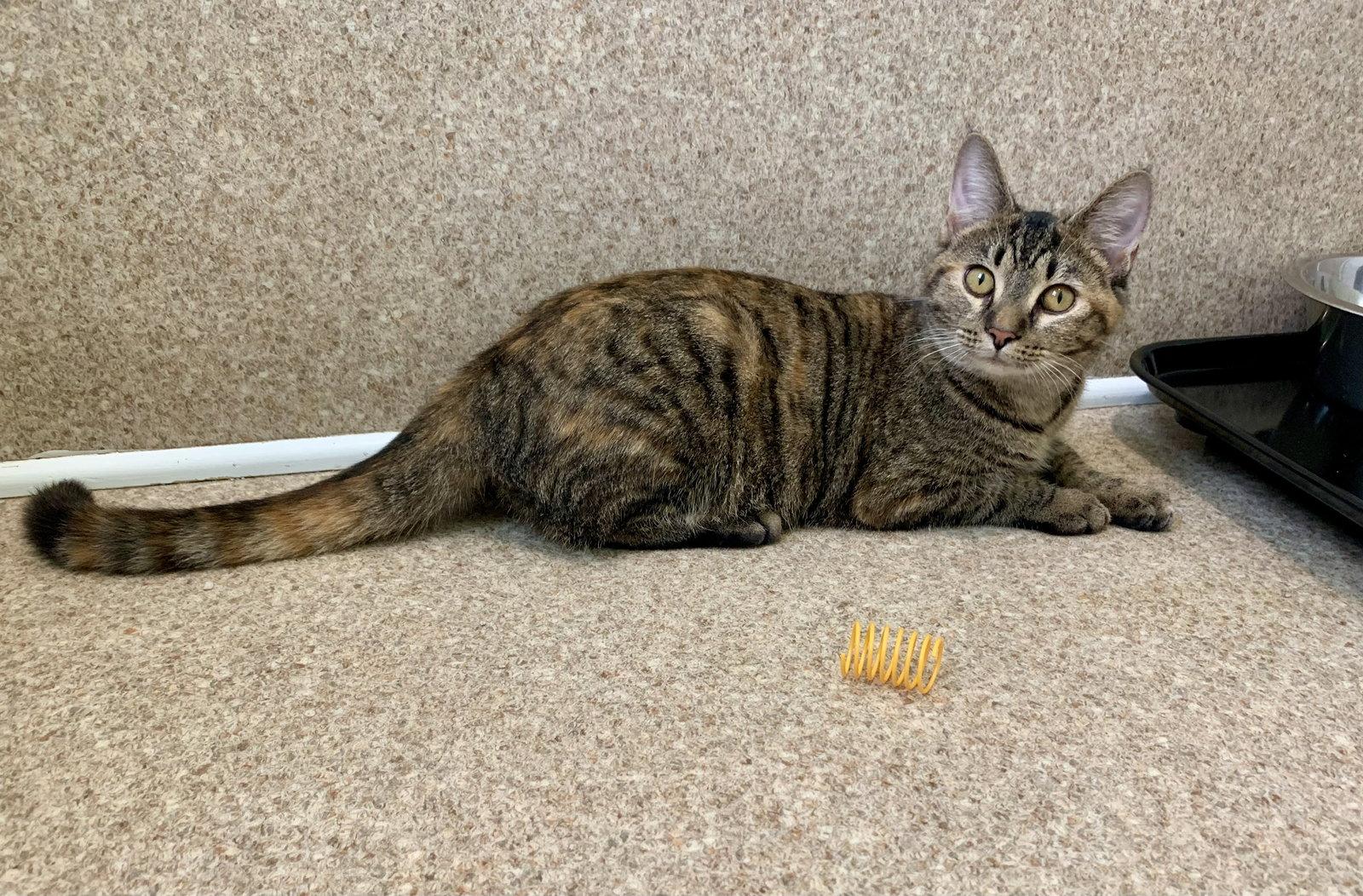 Remi, a Adopted mixed breed in Mc Cormick, SC image 1/3