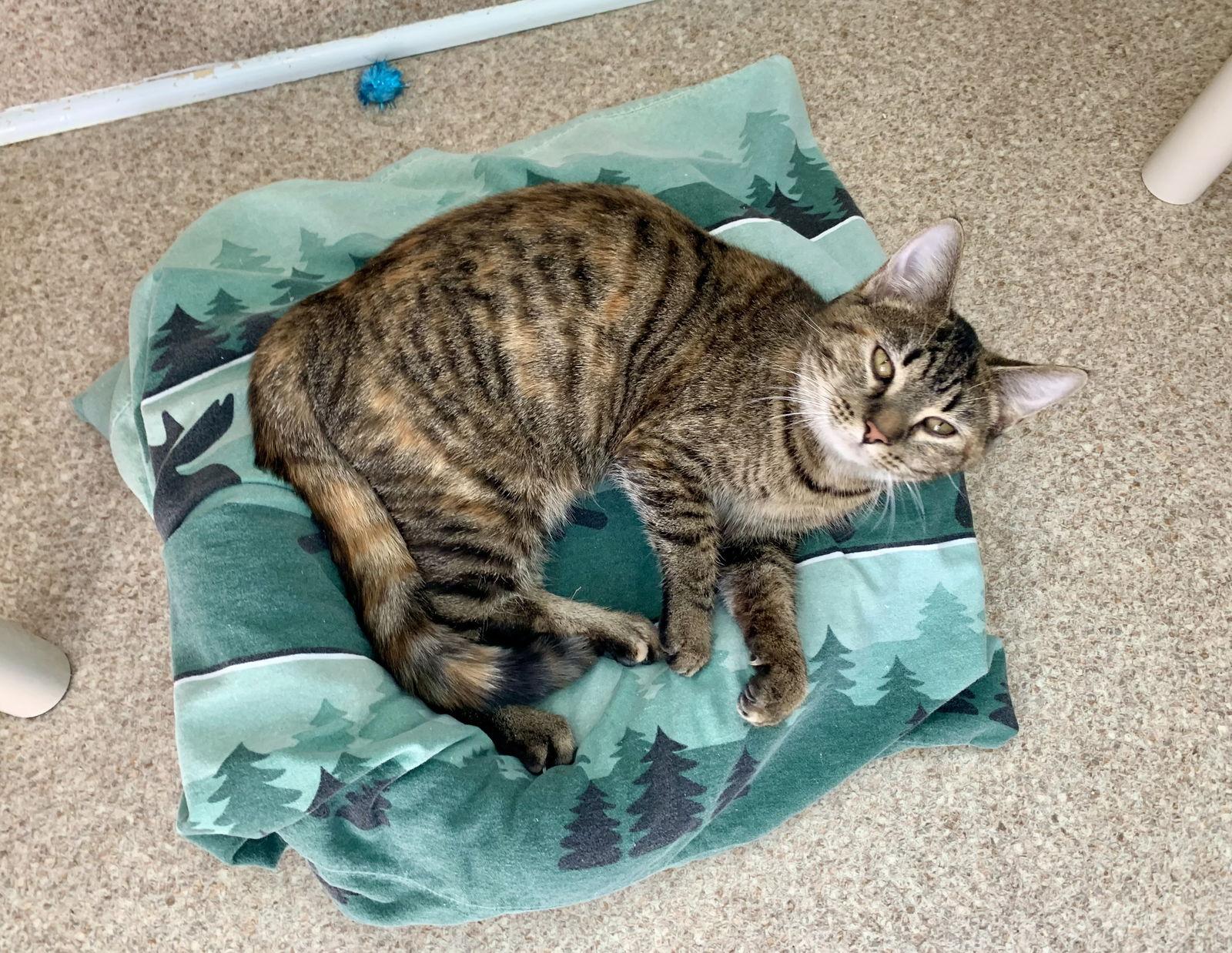 Remi, a Adopted mixed breed in Mc Cormick, SC image 3/3