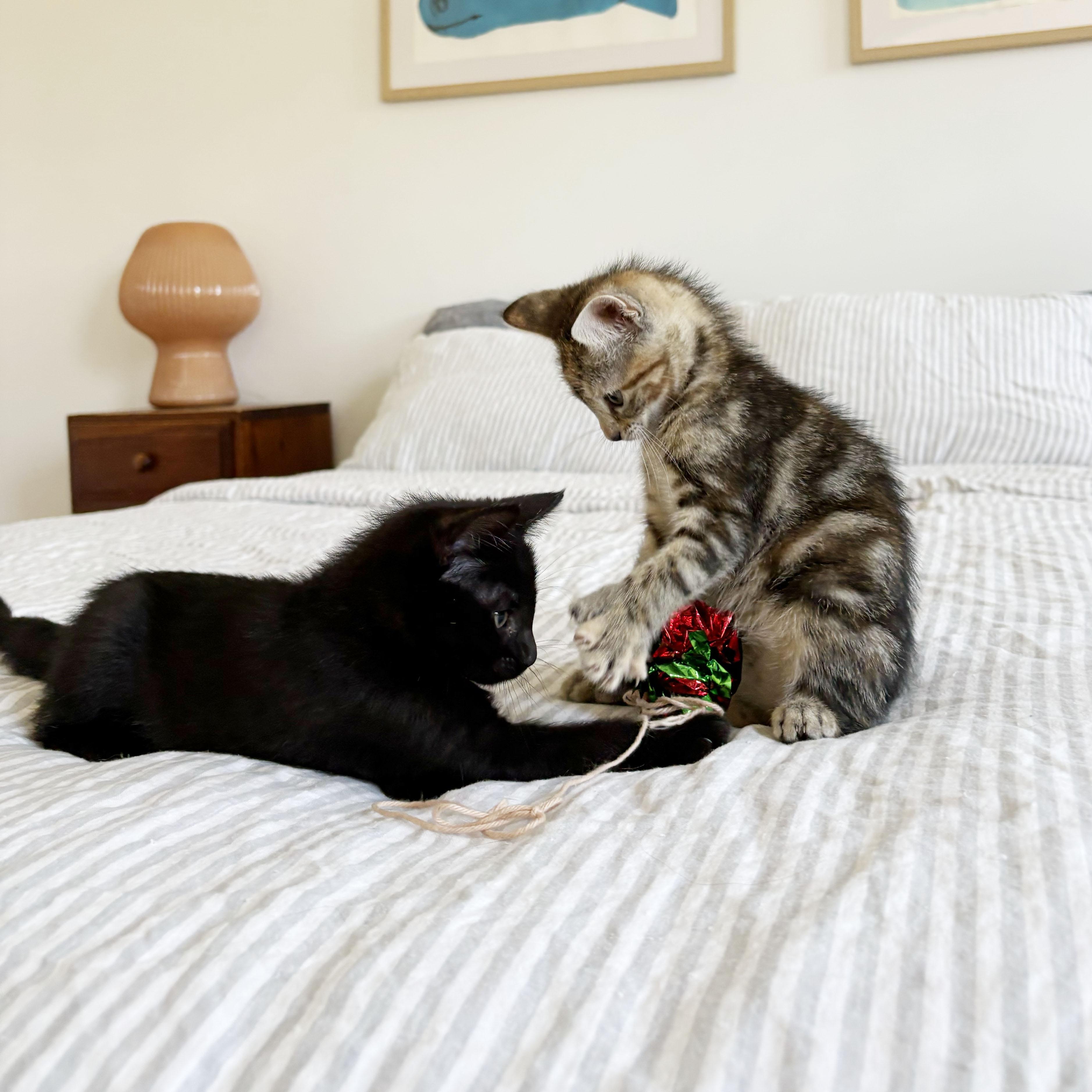 Thumbs Up & Green Thumb, an adopted Extra-Toes Cat / Hemingway Polydactyl in BROOKLYN, NY image 2/6