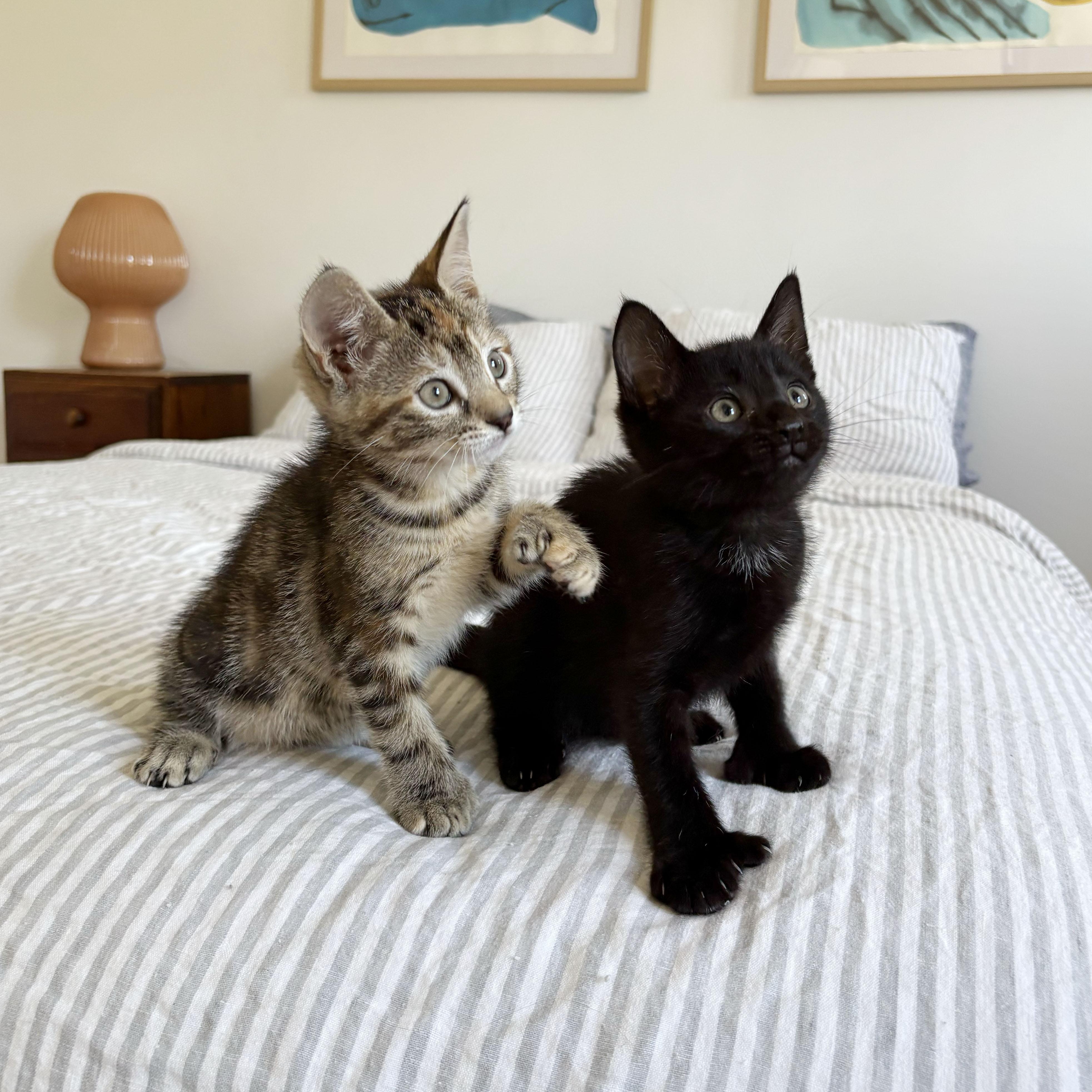 Thumbs Up & Green Thumb, an adopted Extra-Toes Cat / Hemingway Polydactyl in BROOKLYN, NY image 5/6