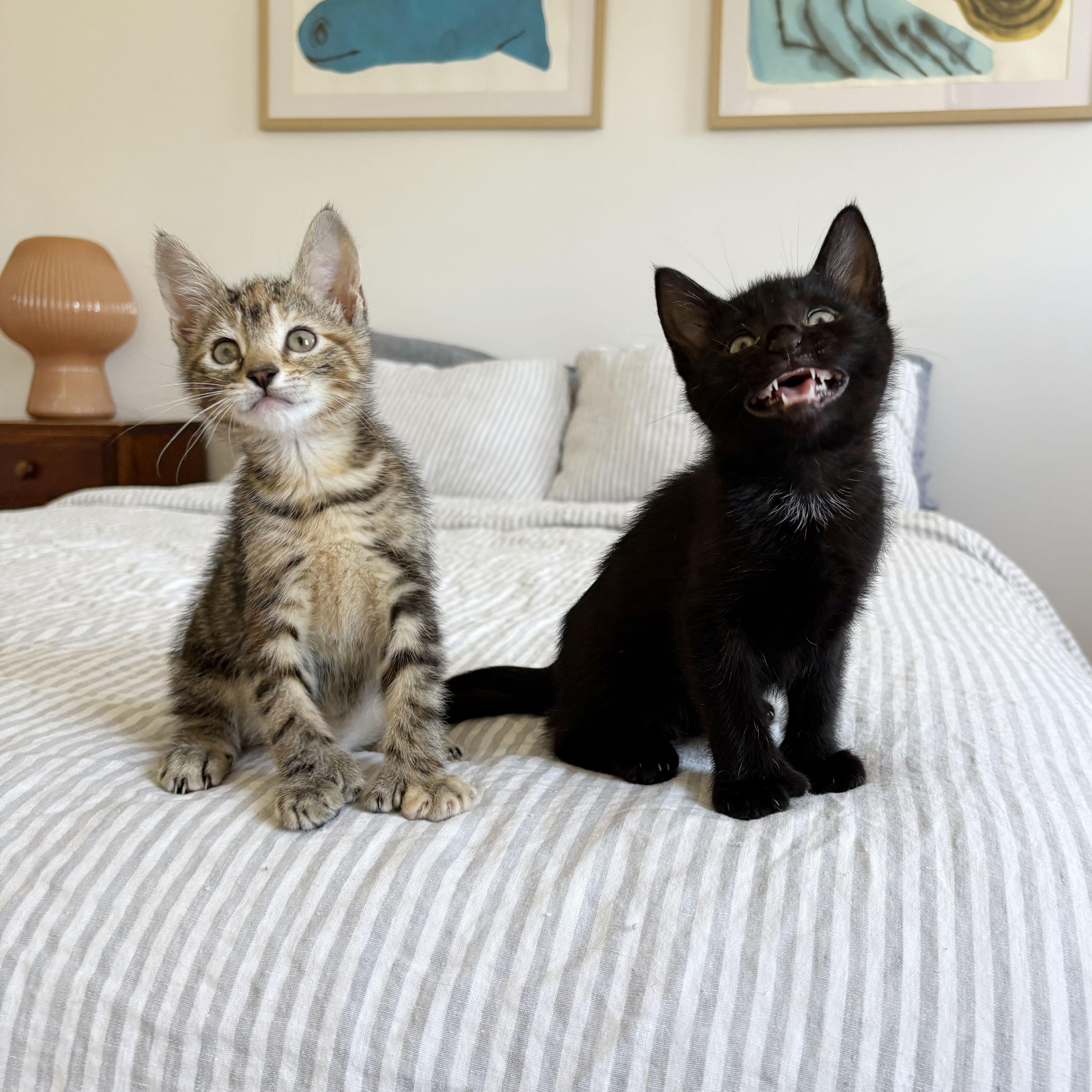 Thumbs Up & Green Thumb, an adopted Extra-Toes Cat / Hemingway Polydactyl in BROOKLYN, NY image 1/6