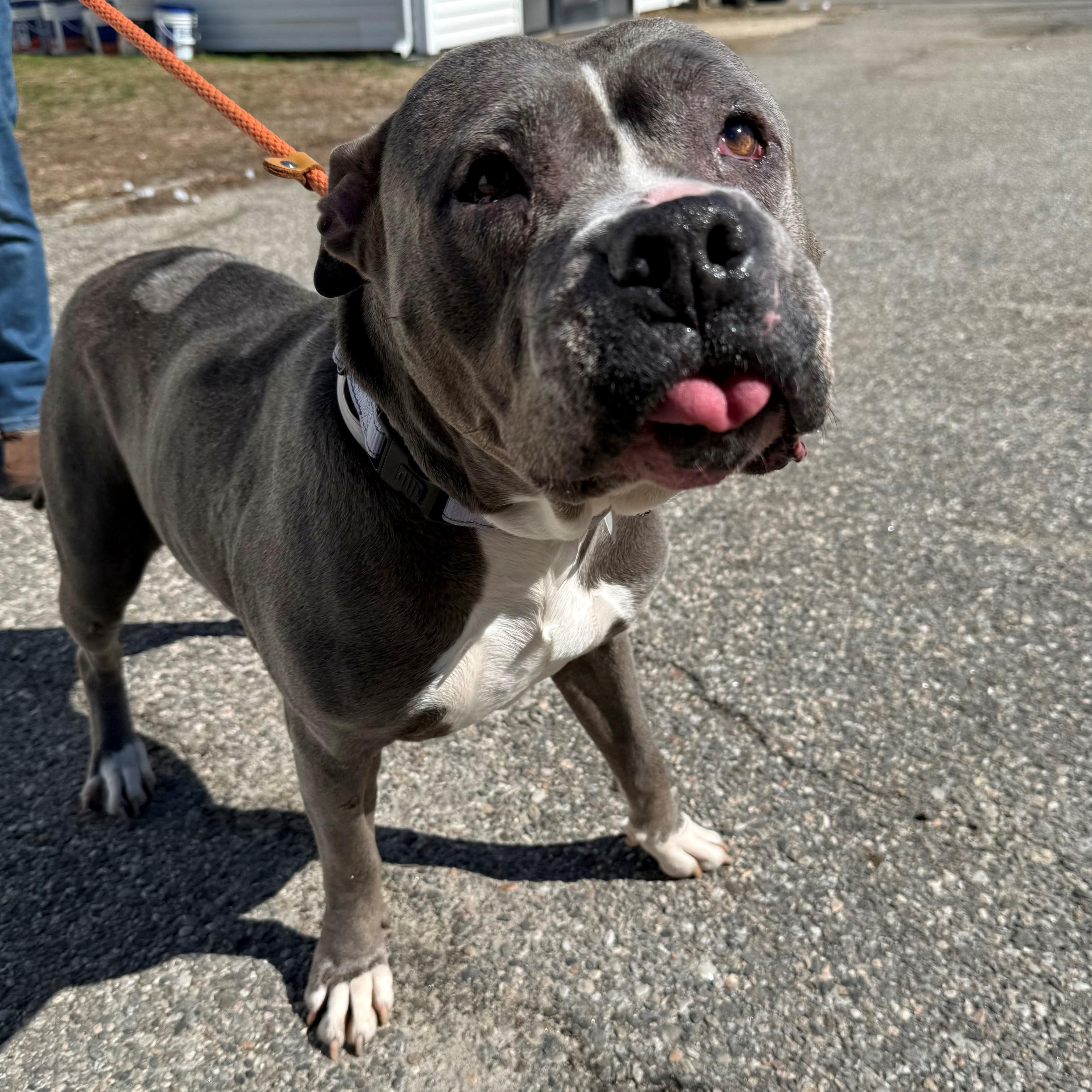 Elphie, Adoptable, Senior Female Mixed Breed.