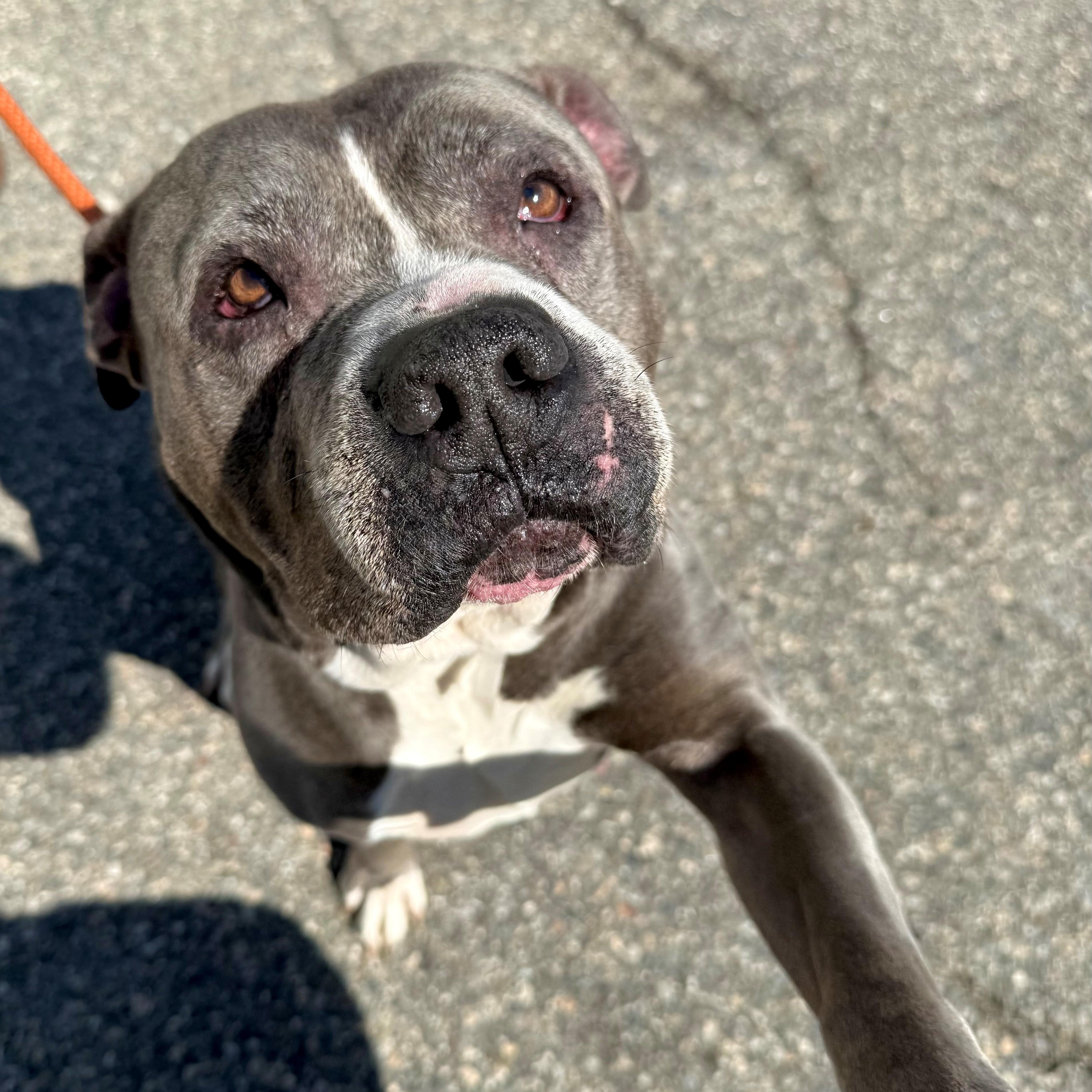 Elphie, a Adoptable mixed breed in Brookhaven, NY image 2/2