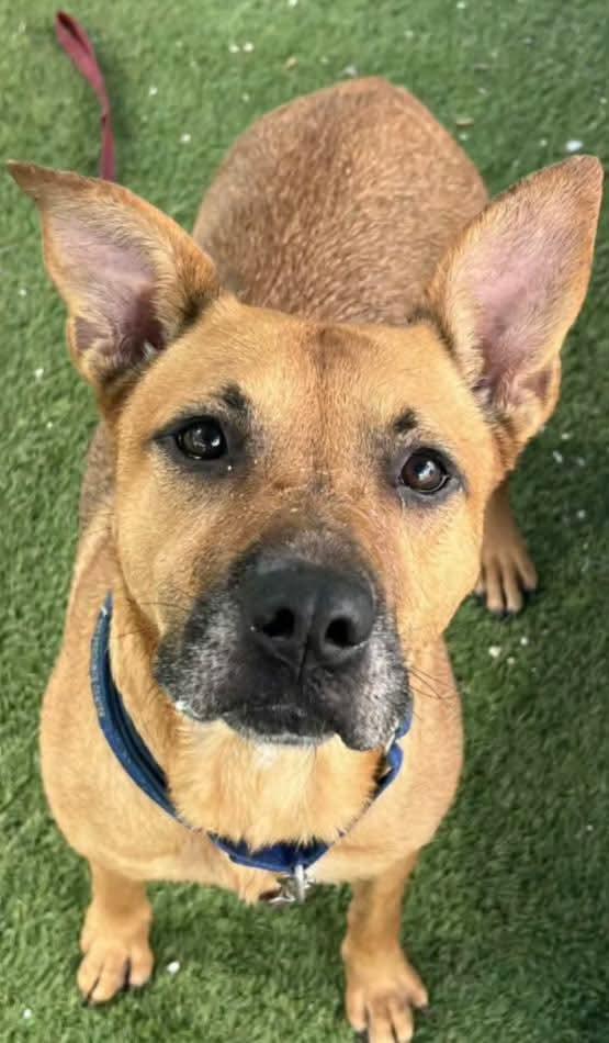 Kendall, Adoptable, Adult Female Pit Bull Terrier.