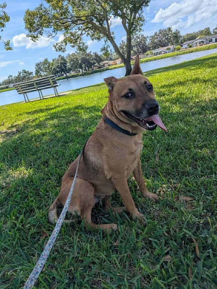 Kendall, a Adoptable mixed breed in Tampa, FL image 2/3