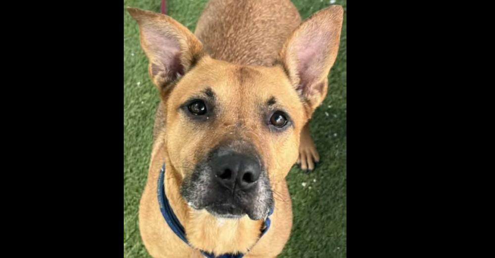 Enlarge Kendall, a Adoptable mixed breed in Tampa, FL image 3/3