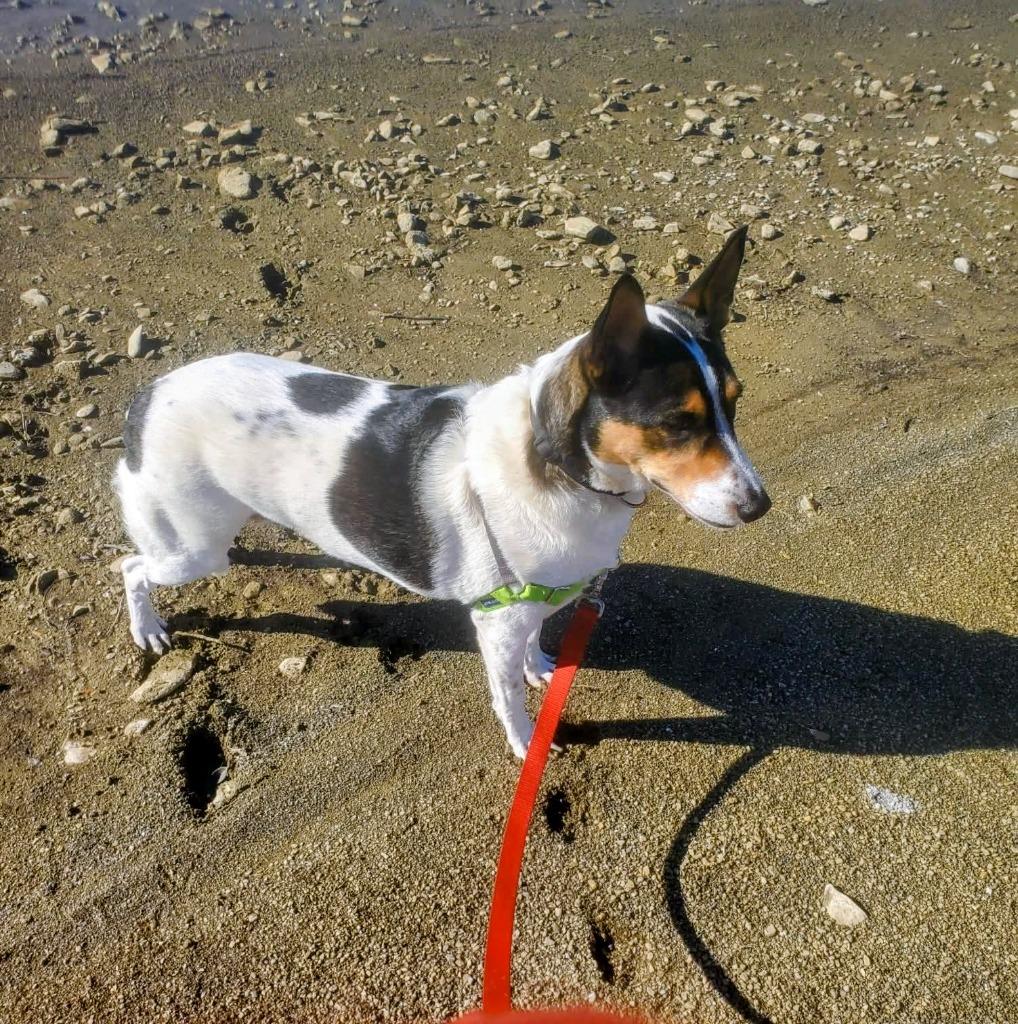 Paloma, a Adoptable mixed breed in Arlington, TX image 2/6