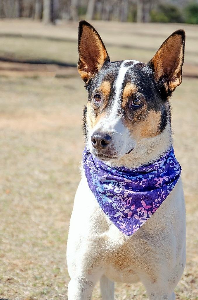 Paloma, a Adoptable mixed breed in Arlington, TX image 1/6