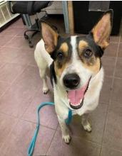 Enlarge Paloma, a Adoptable mixed breed in Arlington, TX image 3/6