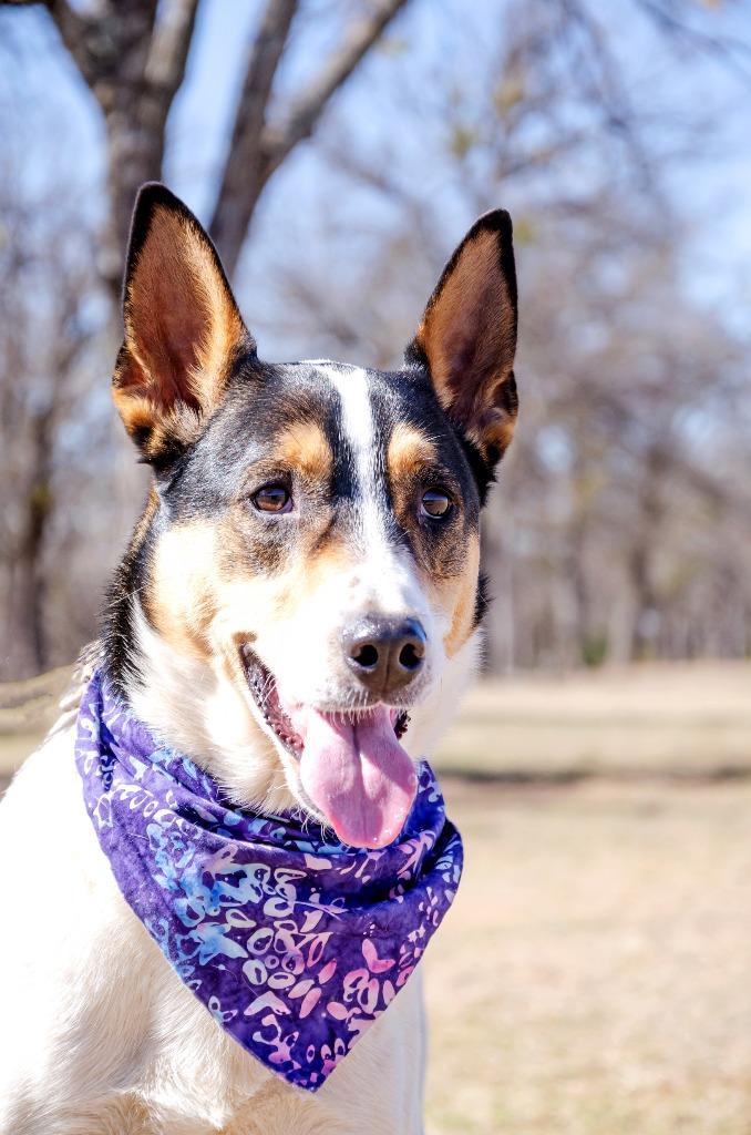 Paloma, a Adoptable mixed breed in Arlington, TX image 4/6