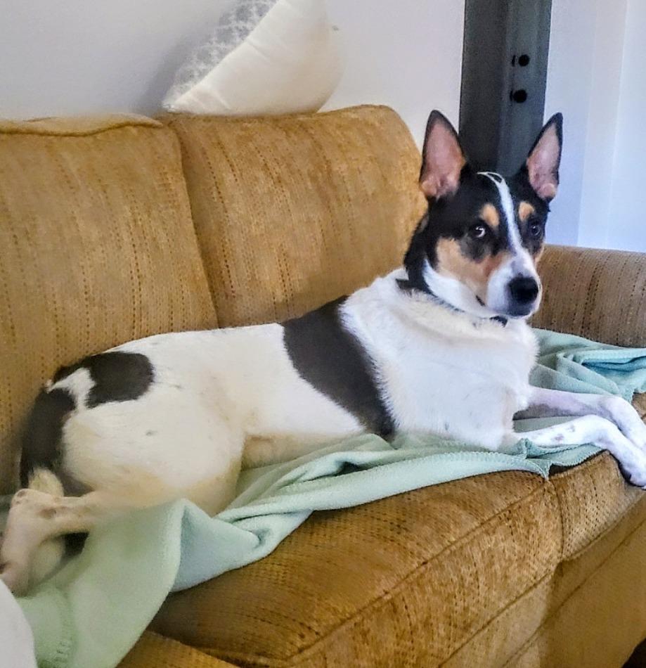 Paloma, a Adoptable mixed breed in Arlington, TX image 6/6