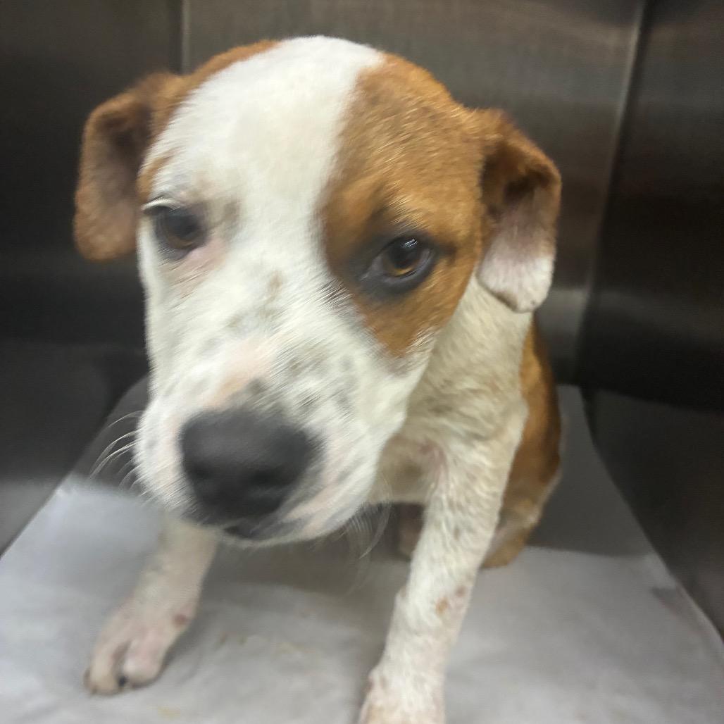 Ricky Mane, Adoptable, Puppy Male Mixed Breed.