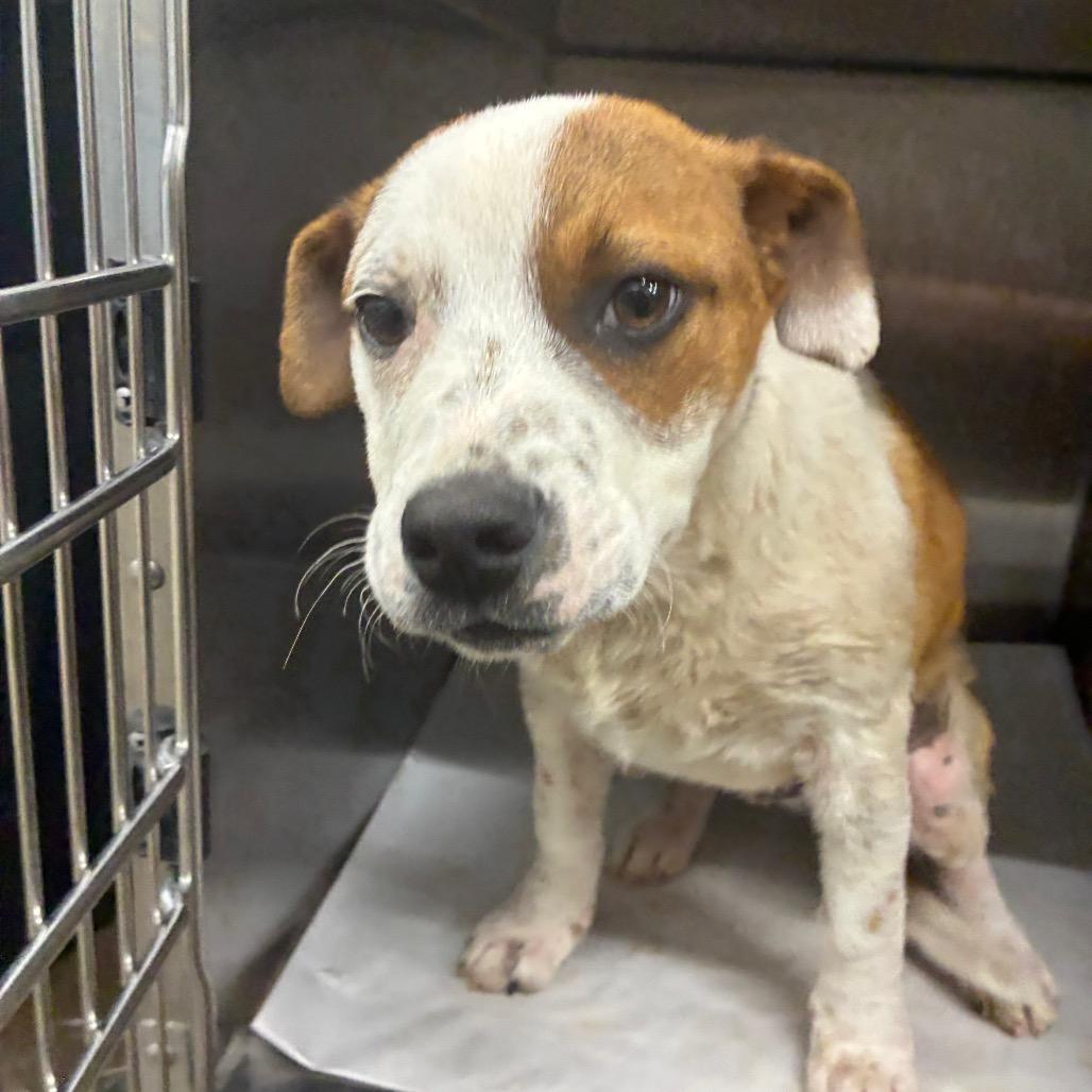 Enlarge Ricky Mane, a Adoptable Mixed Breed in Corbin, KY image 2/4