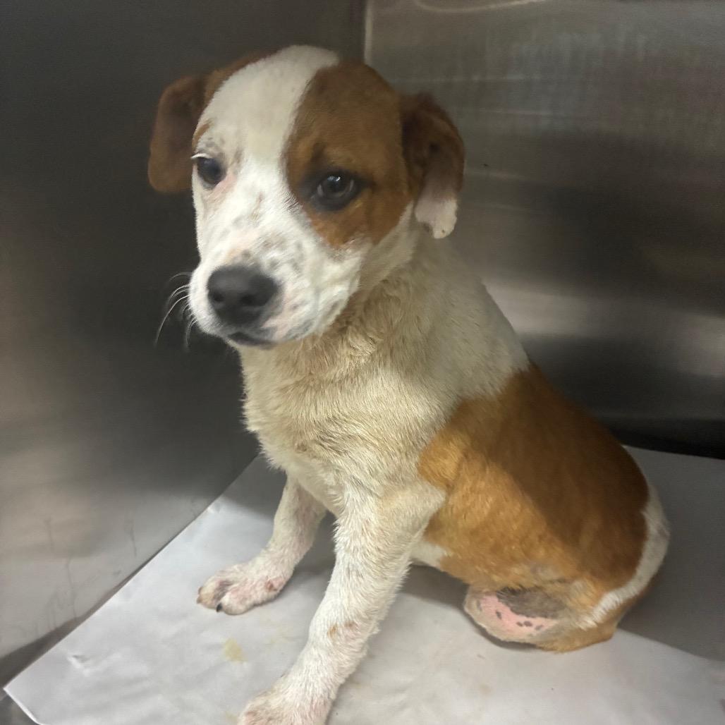 Enlarge Ricky Mane, a Adoptable Mixed Breed in Corbin, KY image 3/4