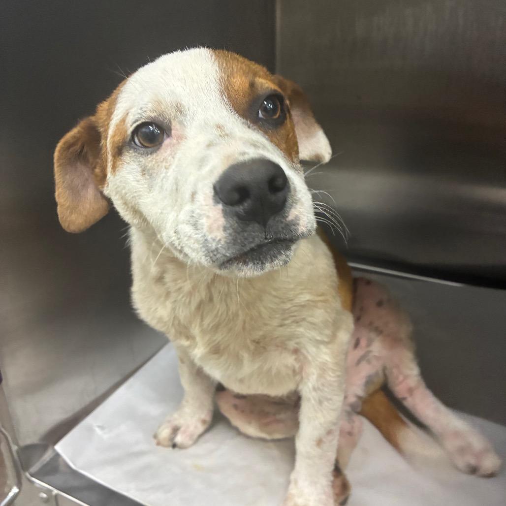 Enlarge Ricky Mane, a Adoptable Mixed Breed in Corbin, KY image 4/4