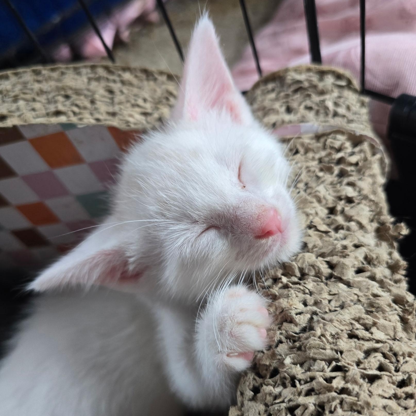 Westley - Available Soon, a ADOPTABLE Domestic Short Hair in Sauk City, WI image 5/5