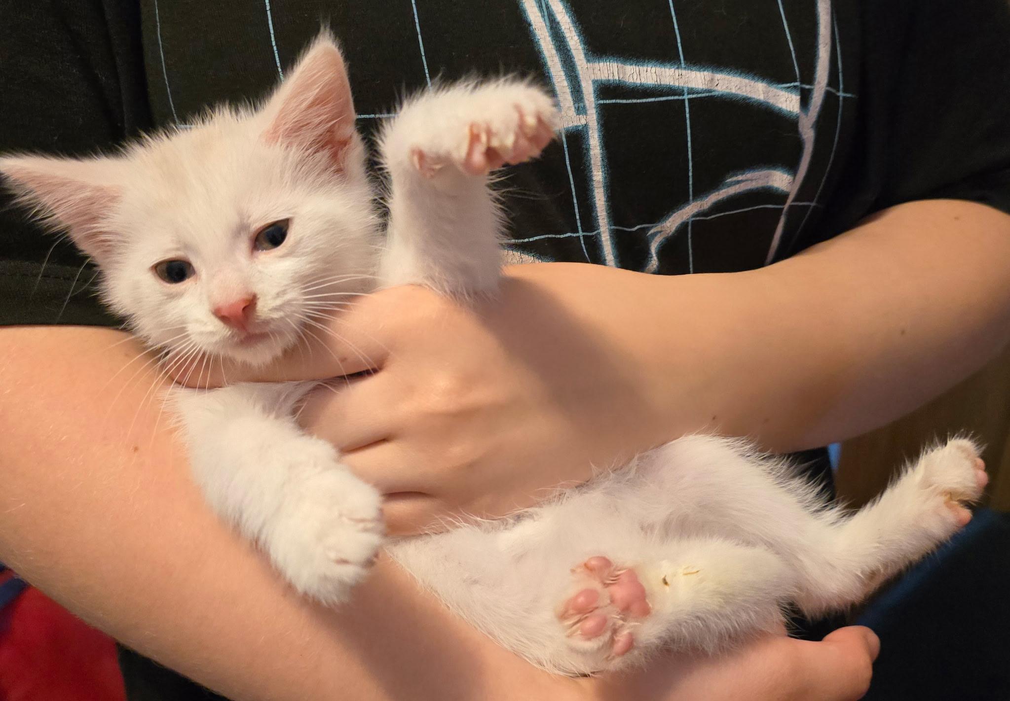 Westley - Available Soon, a ADOPTABLE Domestic Short Hair in Sauk City, WI image 3/5