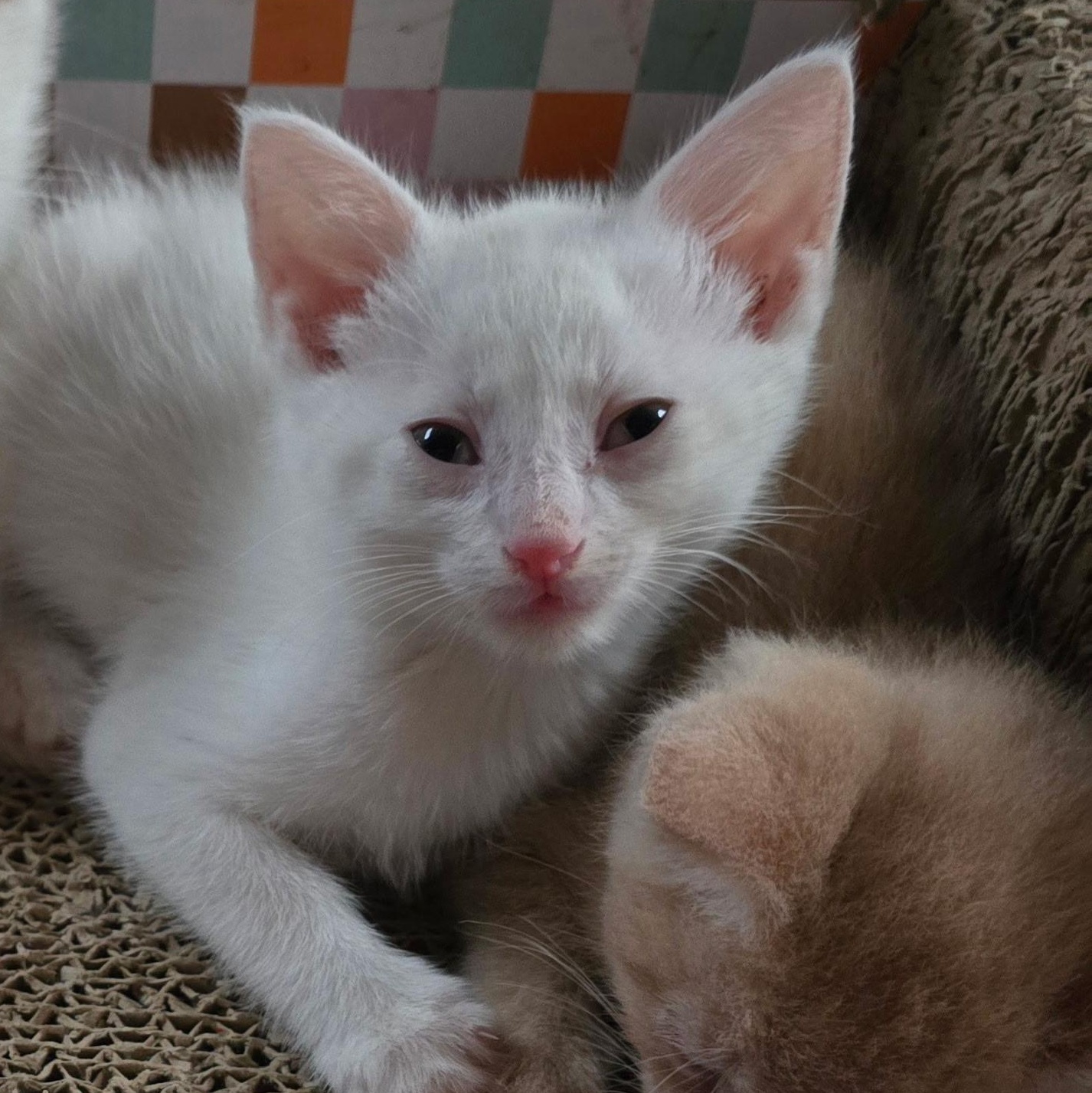Westley - Available Soon, a ADOPTABLE Domestic Short Hair in Sauk City, WI image 4/5