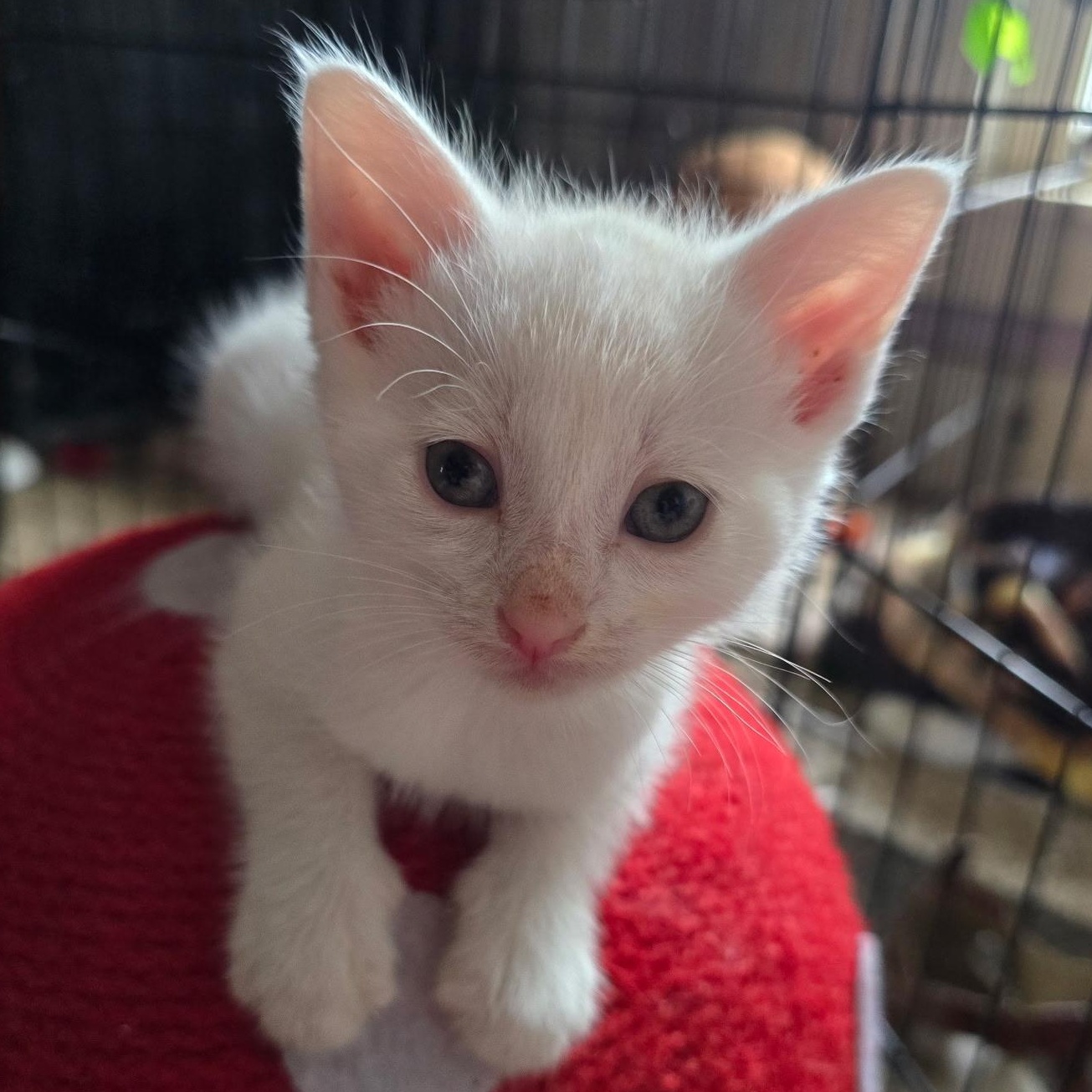 Westley - Available Soon, a ADOPTABLE Domestic Short Hair in Sauk City, WI image 1/5