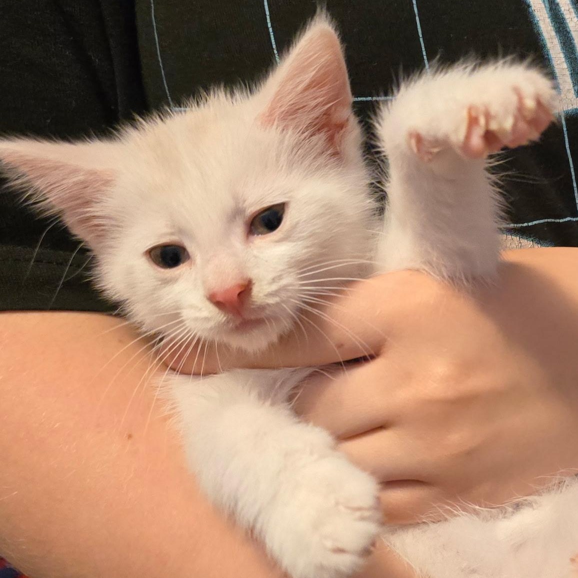 Westley - Available Soon, a ADOPTABLE Domestic Short Hair in Sauk City, WI image 2/5