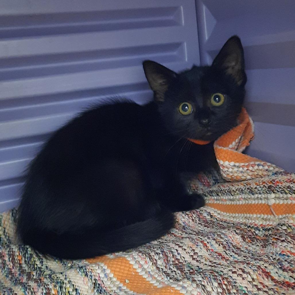 Pandora (Orange collar), Adoptable, Kitten Female Domestic Short Hair.