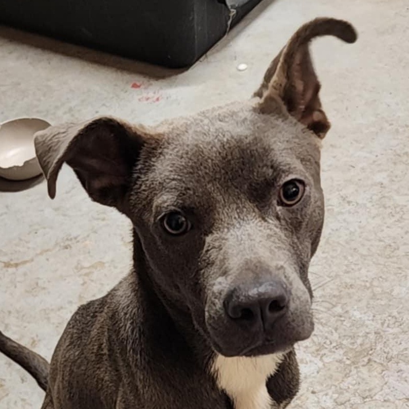 Enlarge Cayden, a Adoptable mixed breed in Owasso, OK image 1/4