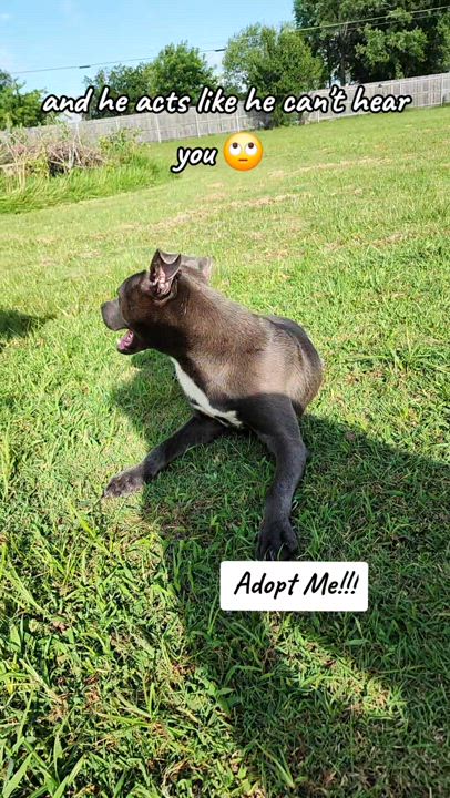 Enlarge Cayden, a Adoptable mixed breed in Owasso, OK video 3/4